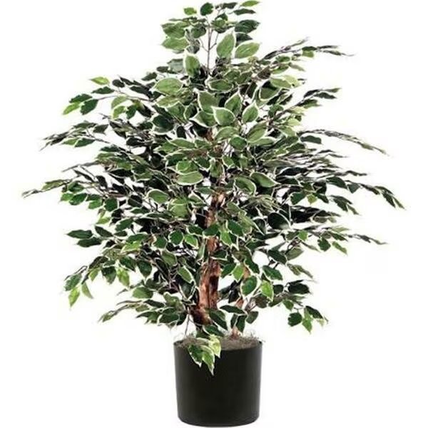 4 ft. Green Mini Ficus Extra Full in Plastic Pot, Vickerman, Mfr#: TXX4240-06